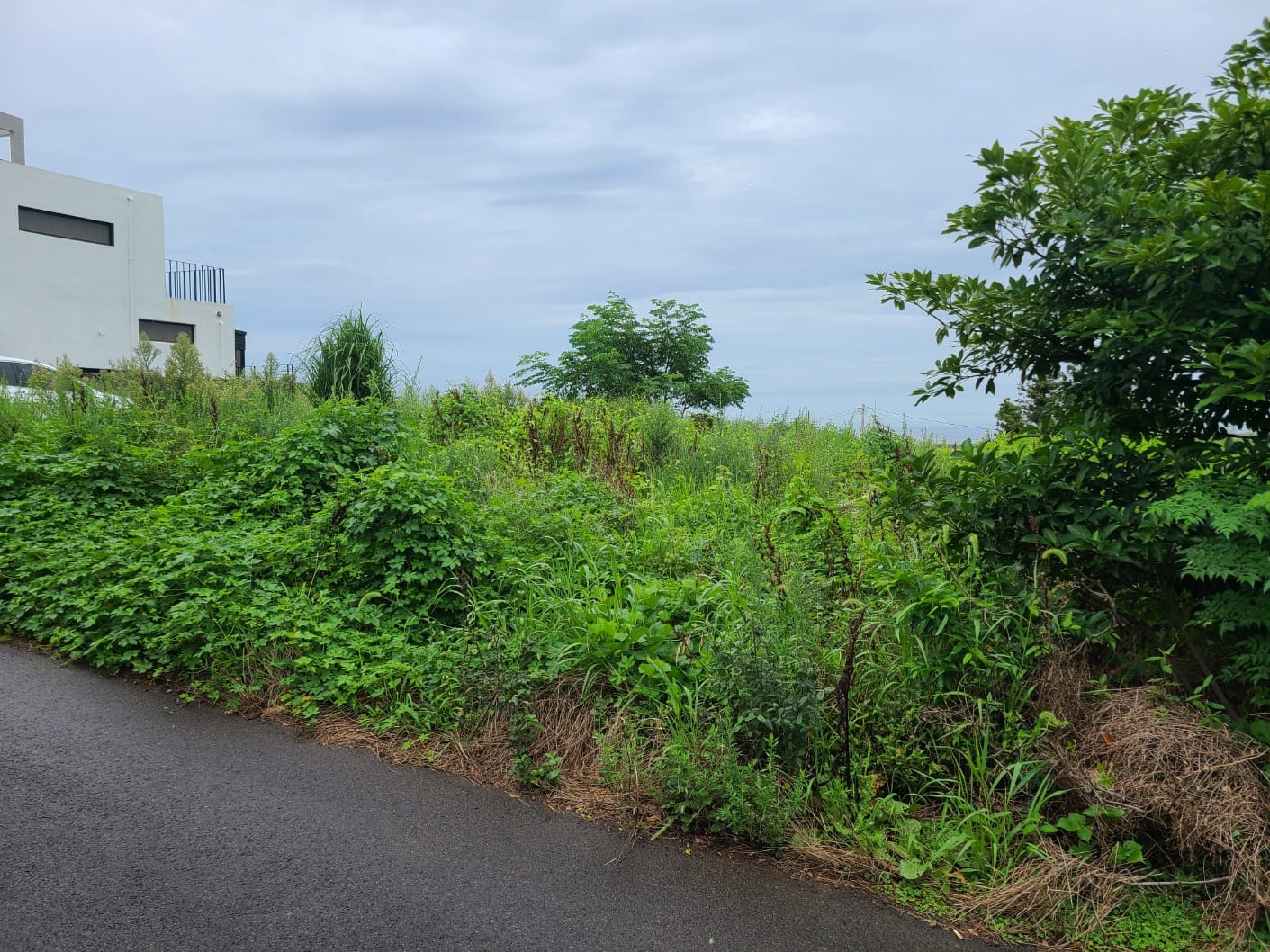 Overgrown plot of land beside a lane in Aewol, Jeju