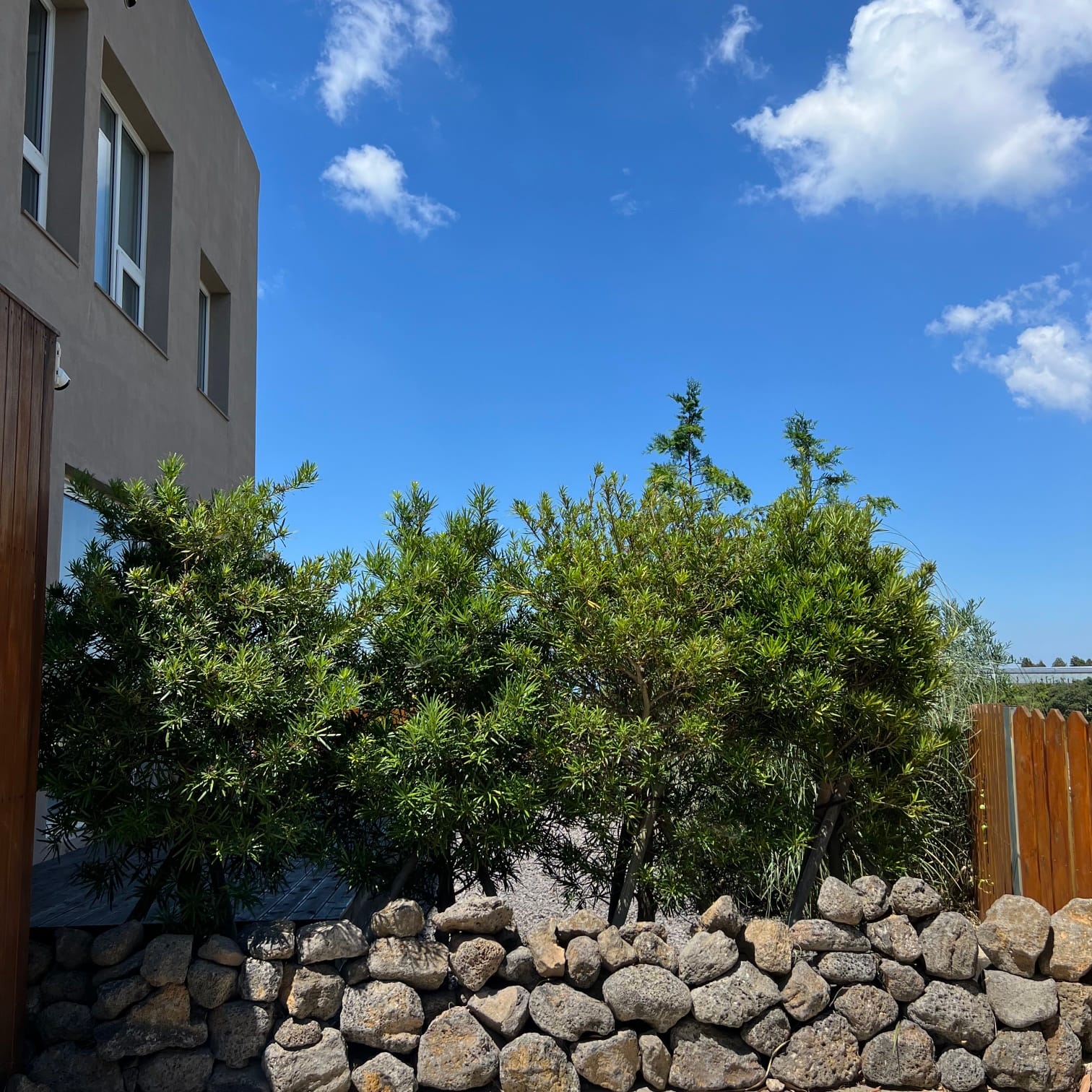 A low Jeju basalt stone wall and podocarpus trees along the parking edge