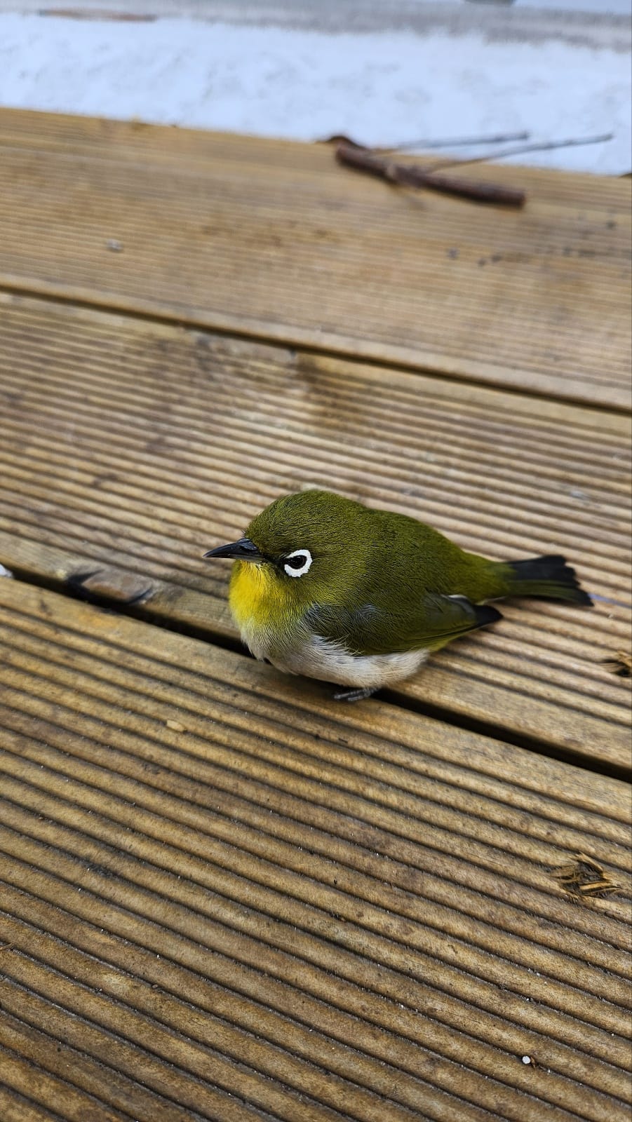 A warbling white-eye bird perched on the new timber deck